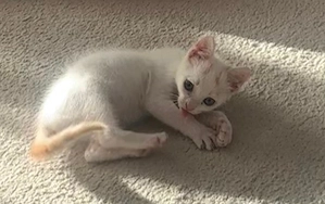 Fussel - Katzenwelpe sucht liebe Menschen Bild 3