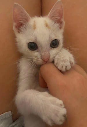 Fussel - Katzenwelpe sucht liebe Menschen Bild 4