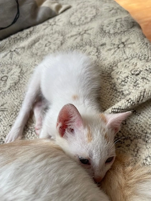 Fussel - Katzenwelpe sucht liebe Menschen Bild 6