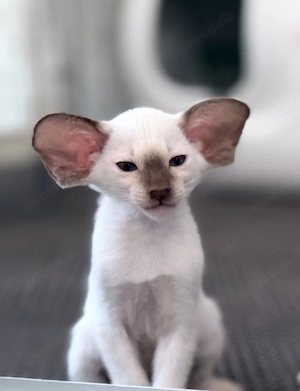 Orientalisch Kurzhaar   Siam Edel Kitten