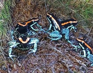 Phyllobates vittatus 