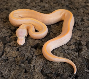 Banana Black Pastel Pinstripe 2026