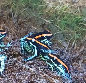 Phyllobates vittatus  Bild 2