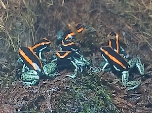 Phyllobates vittatus  Bild 3