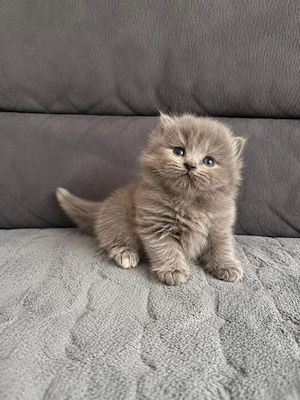 Reinrassige Perserbabys 