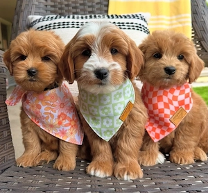 Goldendoodle Welpen