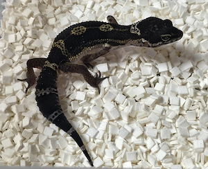 Leopardgeckos 2026 versch. Farbvarianten wie Black Night, Bell Albino, Mandarine, Bold