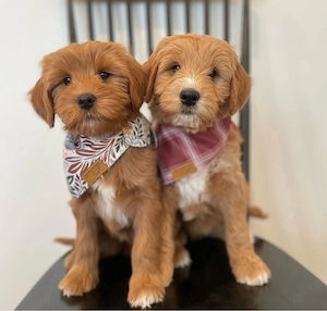 Goldendoodle welpen