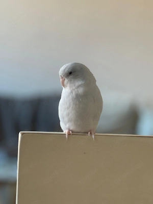 Zuhause für Sperlingspapagei Herby gesucht