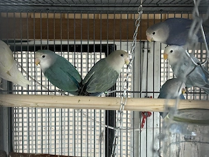 Nestjunge Rosenköpfchenbabys abzugeben 