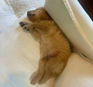    Golden Retriever Max   Auf der Suche nach einem liebevollen Zuhause   