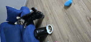 Yorkshire Terrier Hündin Lucy sucht ein liebevolles Zuhause
