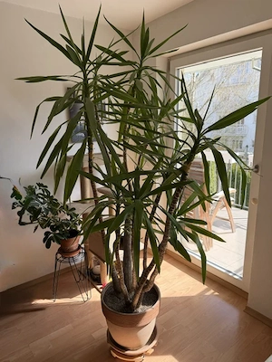 Bertram sucht ein neues Zuhause! (Yucca Elephantipes   Riesen-Palmlilie zu verschenken)