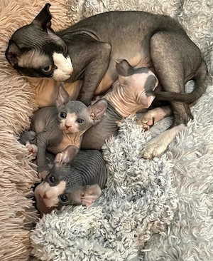 Sphynx-Kätzchen (männlich und weiblich)
