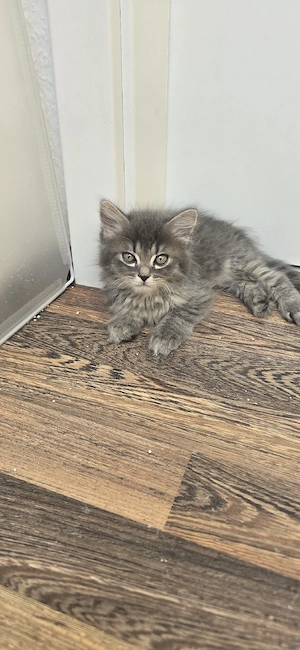 Ragdoll Mix Kitten 