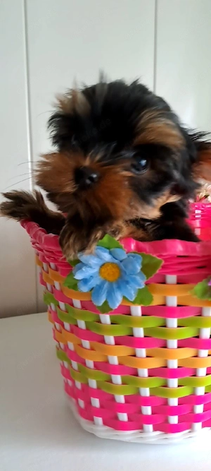 Reinrassige Yorkshire terrier Welpen 