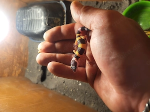 Leopardgeckos Babys aus Hobbyzucht 