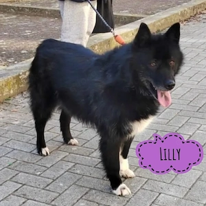 Lilly, Yakutian Laika Mix Hündin, sehr menschenbezogen, sucht dringend ein Zuhause