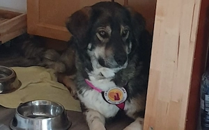 Einfühlsame Hündin Ylia sucht Zuhause