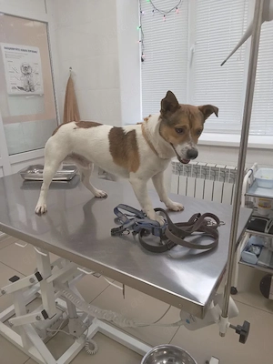 Jacko - fröhlicher aktiver Kerl sucht seine Familie Bild 4