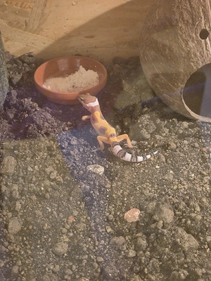 leopardgeckos ab 5.9.
