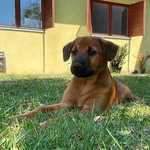 Mesko, zuckersüßer Mischlings Welpe Bild 3