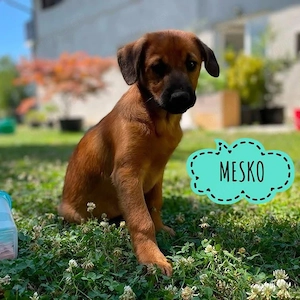 Mesko, zuckersüßer Mischlings Welpe