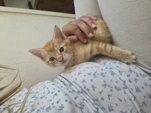 2 süße katzenbabys