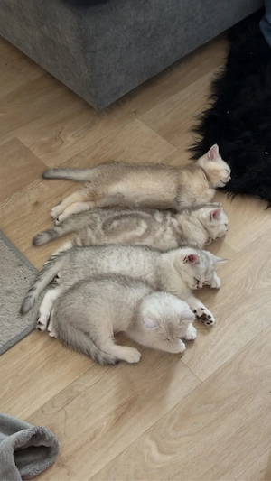 Vier süße Britisch Kurzhaar Mix Kitten suchen ein liebevolles Zuhause!