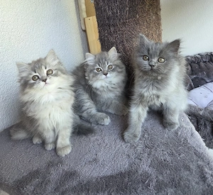 3 von 6 Perser Kinder suchen noch Kuschelpersonal 