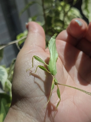 wandelnde Blätter (phyllium philippinicum)