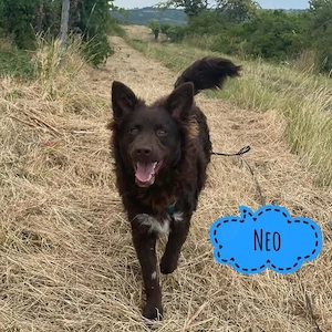 Neo, wunderhübscher und schlauer Mudi Mix, Traumhund!