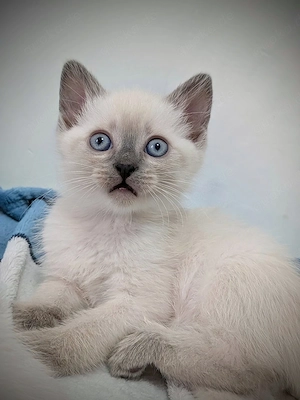 Zuckersüßer Siam-Ragdoll-Mix Kater sucht ab nächster Woche ein neues Für-Immer-Zuhause!