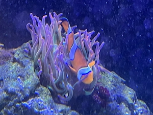 Entacmaea Quadricolor Sunburst