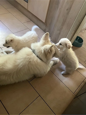 Schweizer Schäferhund, Welpen