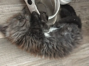 Maine Coon