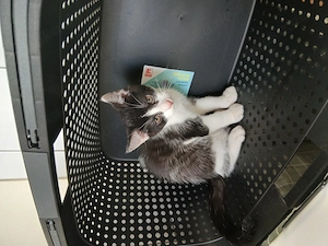Kleine Herzensbrecher suchen nette Dosenöffner 