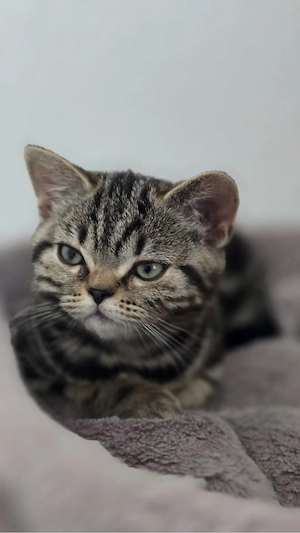 Süße BKH Kitten