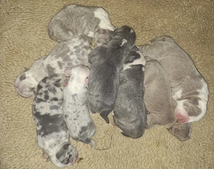 Reinrassige American Bully Welpen sind Geboren