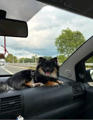 PomChi sucht neues Zuhause