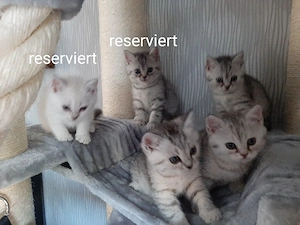 Nur noch 3 Kitten frei! BKH British Kurzhaar Silver-, black-tabby ab September abgabebereit   