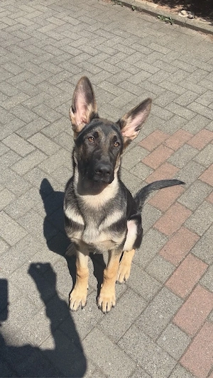 deutscher schäferhund