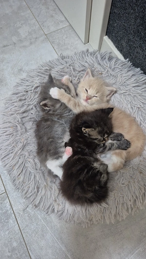 Maine Coon kitten suchen führsorgliche Familien 