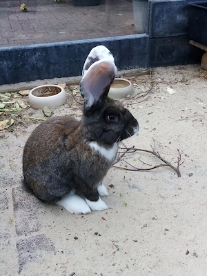 Große Kaninchen 