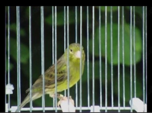 Suche Raza Espanola Kanarien