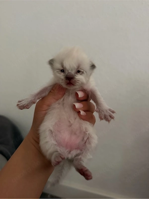 bkh kitten 