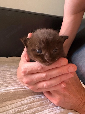 BKH-Kitten in der Farbe Chocolate & Blue, gesund, verschmust & familiengeprägt