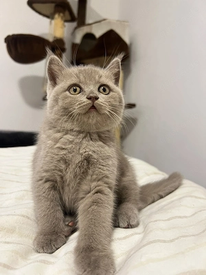 Bkh Kitten Britisch Kurzhaar kitten