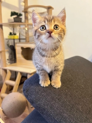 Bkh Kitten Britisch Kurzhaar kitten