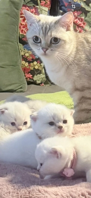katze beibi Britain 